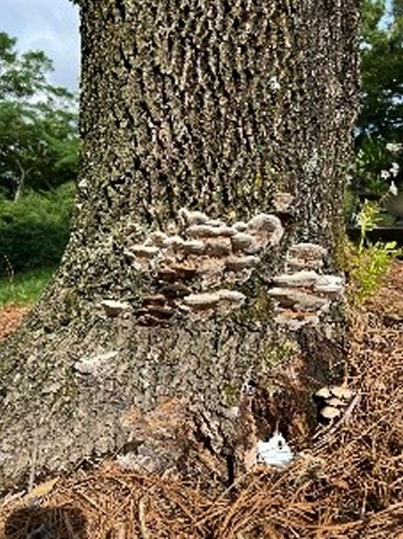 Visible signs of decay in trees are obvious with fungal growths as on this ash tree. There are other less noticeable signs like the injection plug that was not sealed up through compartmentalization. 